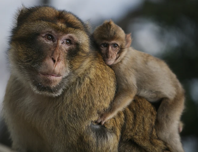 Apinan Unessa: Erityiset Tulkinnat