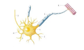 Epilepsia: Yleiskatsaus