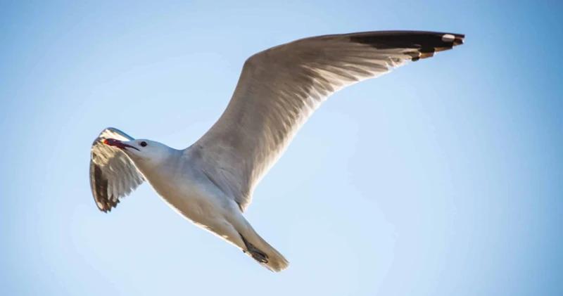 Erilaiset Unelmat Lokista