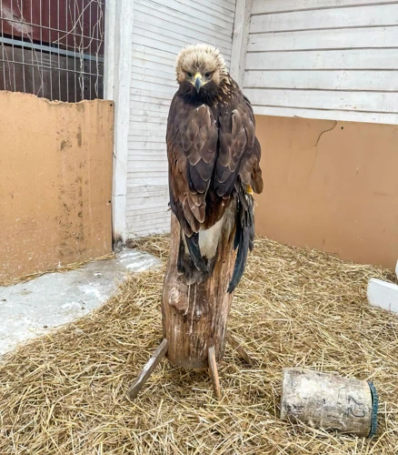 Haukka Unessa: Yleiset Merkitykset