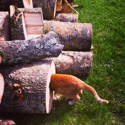 Hiiret Unessa Ja Alitajunta