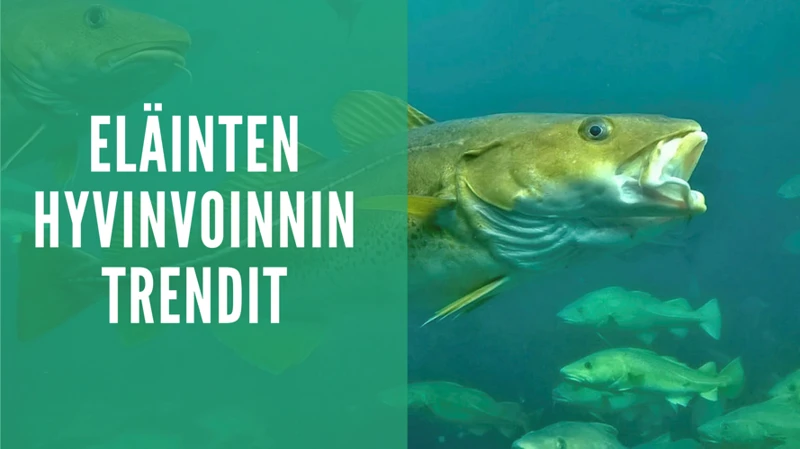 Kalasaalis Ja Sen Vaikutukset Elämään