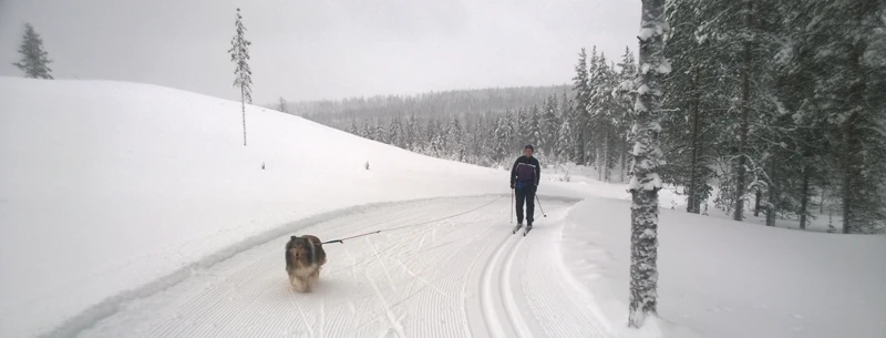 Koiran Tassujen Esiintyminen Eri Unissa