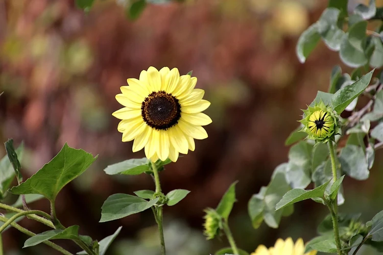Kuinka Tulkita Hirvi Unia