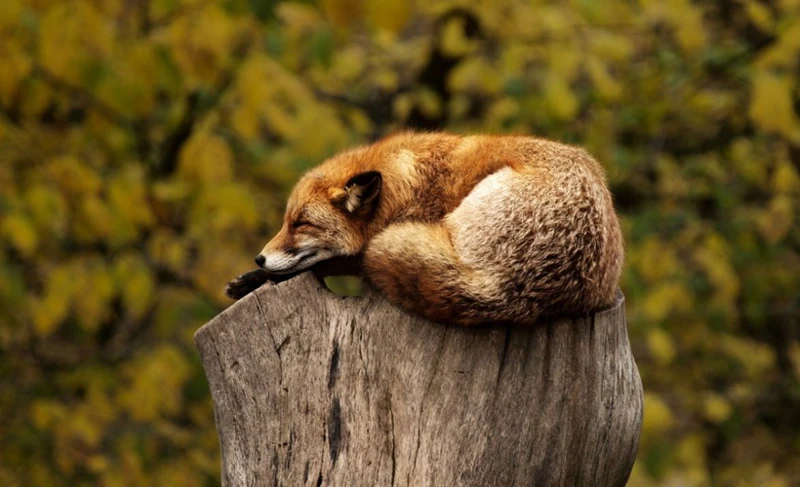 Kylpyhuone Unessa: Miten Tulkita Omia Unia