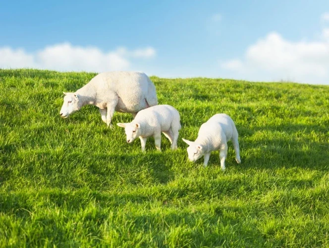 Lammas Symbolina
