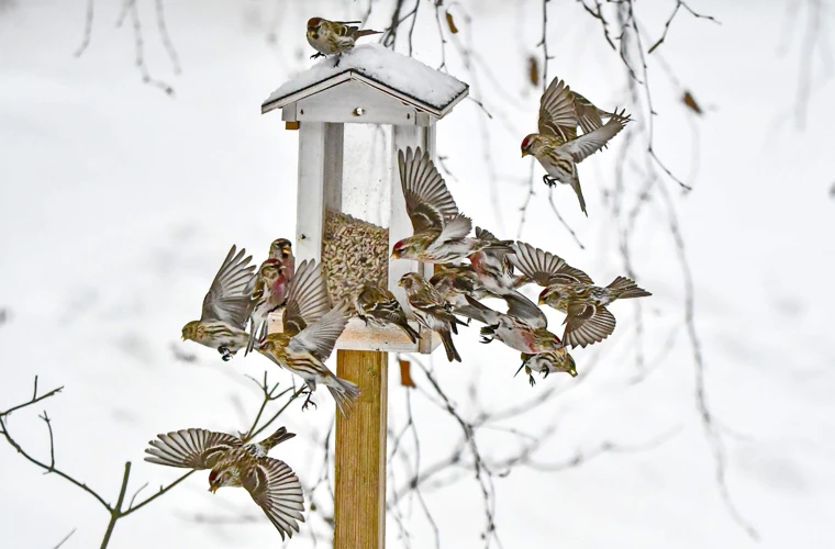 Lintujen Merkitys Eri Kulttuureissa