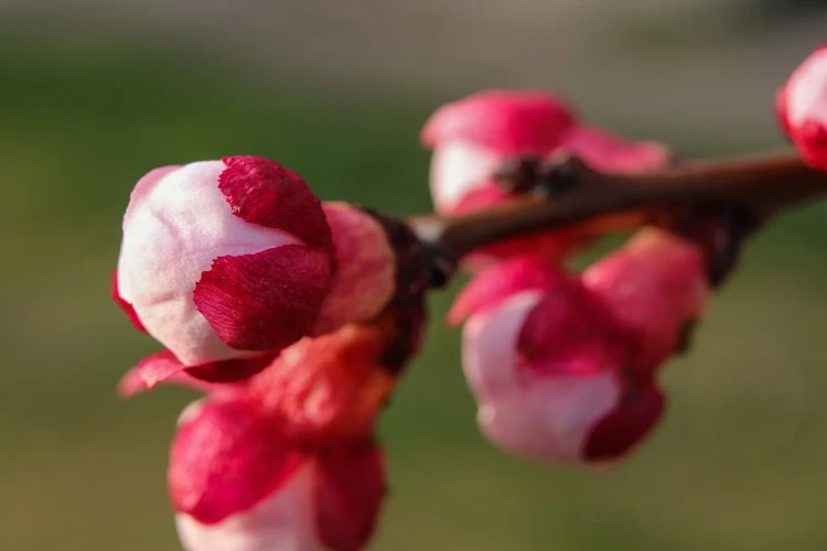 Nappylat Unessa: Symboliikka Ja Merkitys