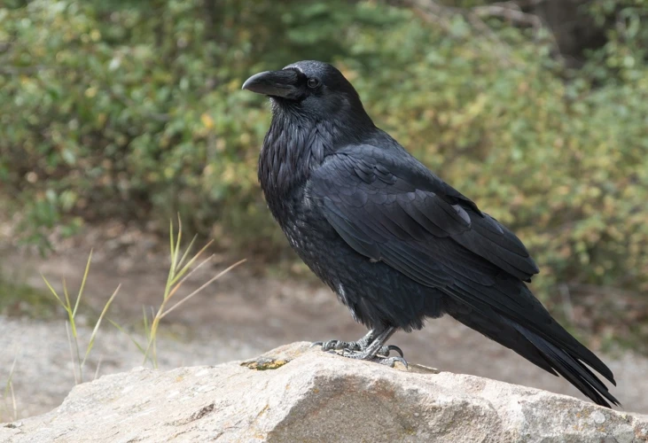 Ovatko Lokit Hyviä Vai Huonoja Enteitä?