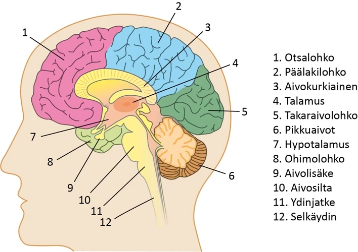 Paakallon Yleiskuvaus Unista