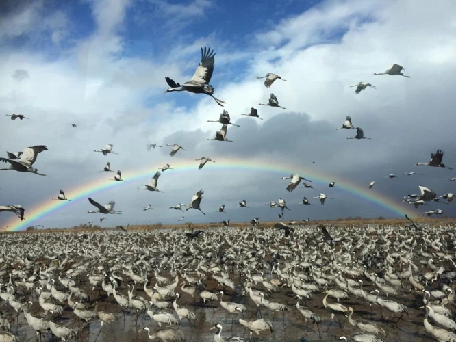 Paaskynen: Yleiskatsaus
