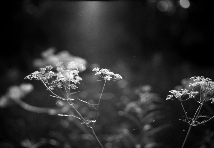 Paranormaalit Ilmiöt Ja Tiede