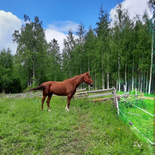 Pesukone Ja Rutiinit Unissa