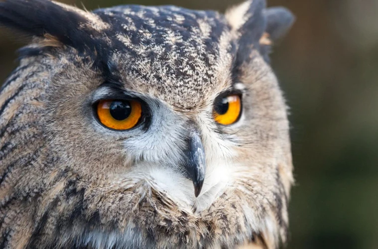 Pollo Unissa: Miksi Se On Tärkeä?