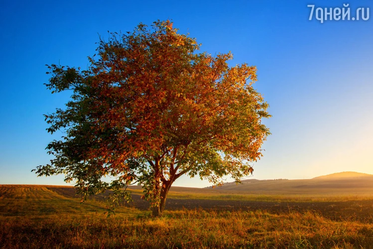 Polttopuiden Symboliikka Unissa