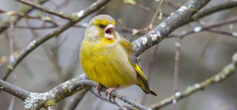 Punatulkun Merkitys Unessa
