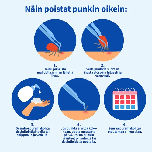 Punkin Purema Unessa – Yleisnäkökulma