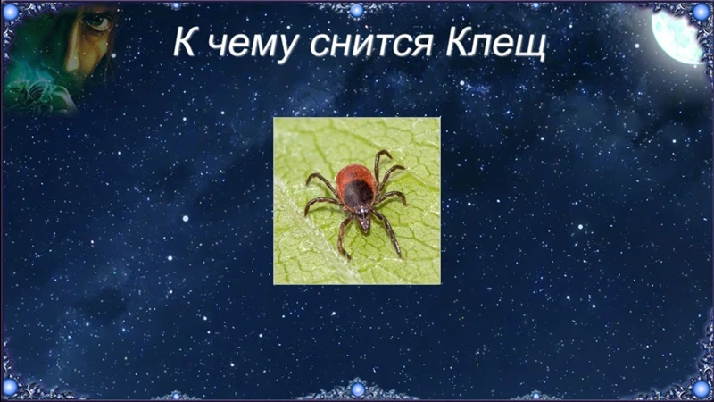 Punkin Pureman Tulkinta