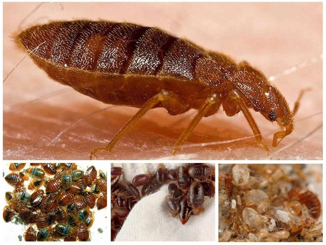 Punkin Symboliikka Unelmissa