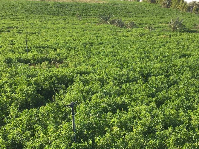 Tontin Symboliikka Unissa