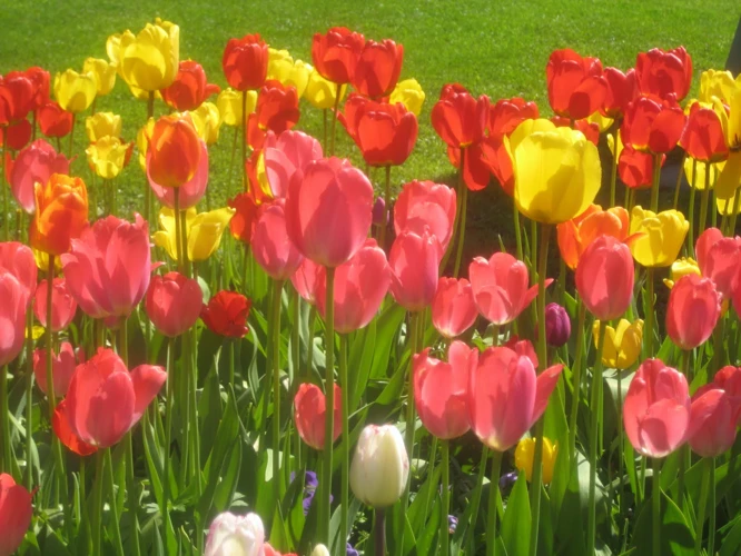 Tulppaanit Ja Henkilökohtainen Kasvu