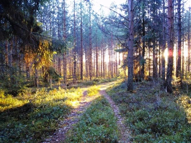 Unenäköä Ja Sen Voimaa
