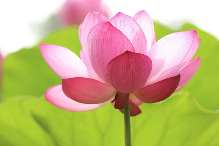 Unentulkinnan Menetelmät