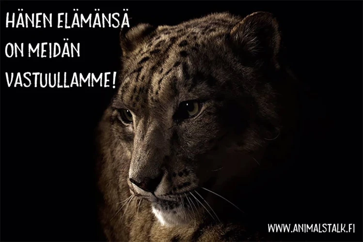 Unessa Norsu Ja Sen Tunnetilat