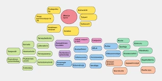 Unet Ja Karpasia: Yhteenveto
