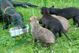 Uni Ja Koira: Marsun Rooli